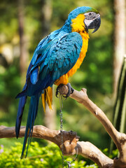 Close up photo of macaw bird has blue feathers on its back and yellow feathers on its chest. Macaw perch and roost on the tree branch. Concept world animal day