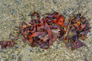 red algae on a stone