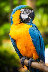 Close up photo of macaw bird has blue feathers on its back and yellow feathers on its chest. Macaw perch and roost on the tree branch. Concept world animal day