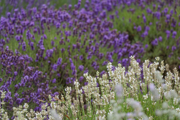 Naklejka premium Lavender field. Lavender. Macro photography. Close up. The background. Nature