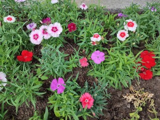 Dianthus chinensis