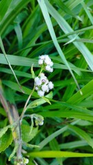 Bali Island : white flower with leaves