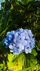 Bali Island : blue hydrangea and yellow flowers