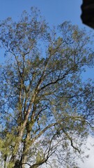 Bali Island : sky and tree