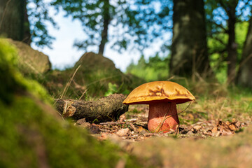 Toxic mushroom on a clearing on leaf- and grass-covered forest soil