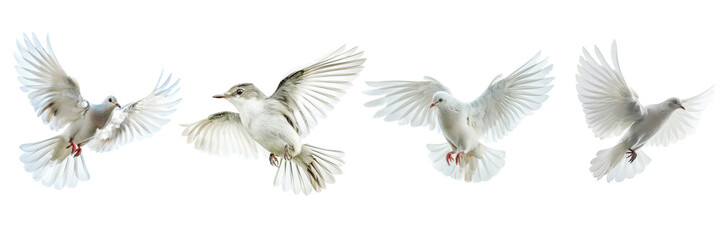 Obraz premium Graceful White Doves in Flight Against a Transparent Background