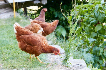 Frei lebende Hühner auf dem Bauernhof