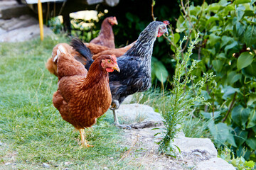 Frei lebende Hühner auf dem Bauernhof