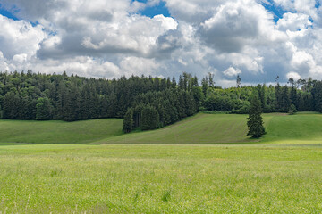 Hilly area with pine forest and thick clouds in the sky.