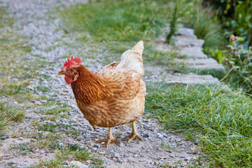 Frei lebende Hühner auf dem Bauernhof