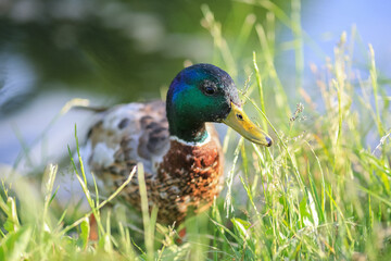 Duck portrait