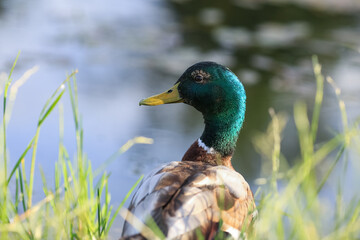 Duck portrait