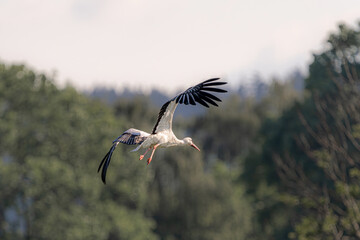 Storks in flight against the backdrop of a green forest.