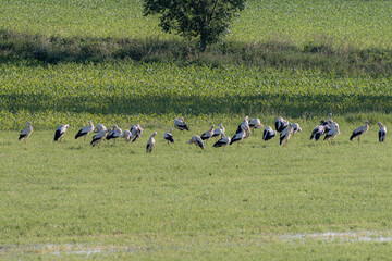 Storks in a swampy flooded area in a field among the grass.