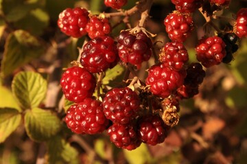 Flowers with nature landscape