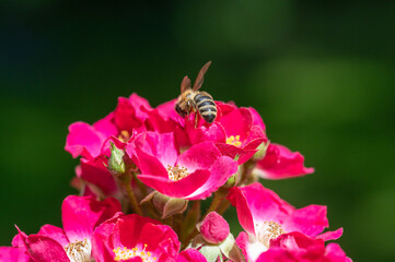 Biene auf Rosenblüte