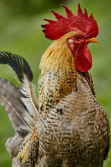 Frei lebende Hahn auf dem Bauernhof