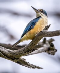 A Sacred Kingfisher (todiramphus sanctus) perched on a branch.