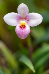 Close-up of a Phragmipedium orchid in full bloom with lush green leaves in the background. The delicate petals are highlighted in a natural light. Gardening, horticulture, and nature theme.