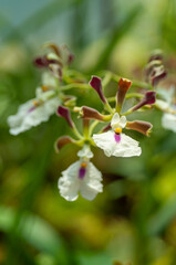 Delicate Encyclia orchids with white petals and purple accents against a serene green background. Perfect for use in botanical studies, ecological projects, and garden designs.