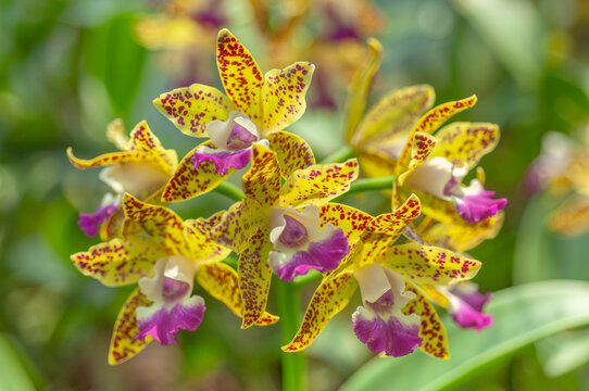 Close-up of vibrant Cattleya orchids in full bloom, showcasing intricate patterns and vibrant colors. Perfect for botanical prints, gardening blogs, and floral design inspiration.