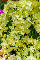 A cascading arrangement of yellow Phalaenopsis orchids bathed in natural daylight. The delicate petals of the orchids are captured in a stunning display of vibrant color and elegant beauty.