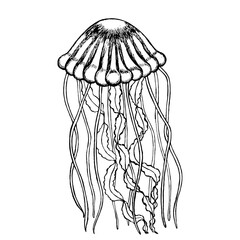 Creative modern design jellyfish. Line drawing. Vector illustration.