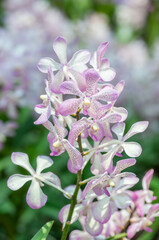 Pink Vanda orchids bloom in a tropical garden, set against a backdrop of blurred foliage creating a bokeh effect. Bathed in sunlight, the scene is illuminated by natural light.