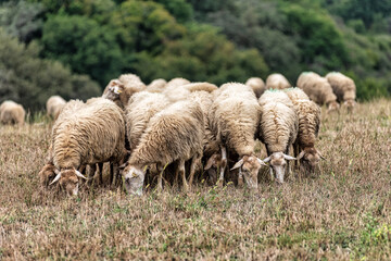 Fototapeta premium Moutons en troupeau