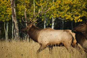 bull elk walking the in the fields