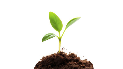 Green sprout in ground cutout