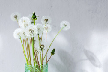 A bouquet of dandelions in a green glass vase against a gray background with sunlight and floating seeds.