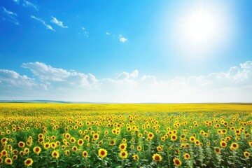 Sunflower field landscape sky outdoors sunlight.