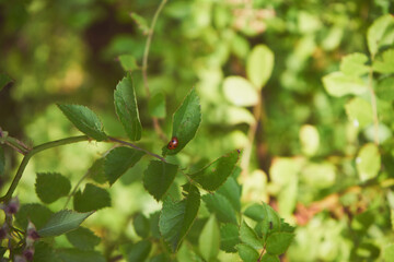 biedronka,Róża wielokwiatowa, Rosa multiflora Thunb. © Marcin Łazarczyk