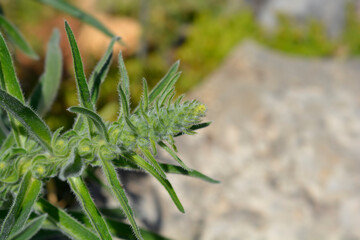 Italian bugloss flower buds