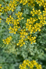 Common rue flowers