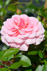 Flower Sexy Rexy flower