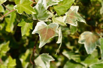 English Ivy Eva leaves