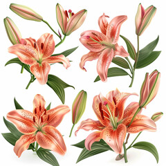 bouquet of lilies isolated on white background