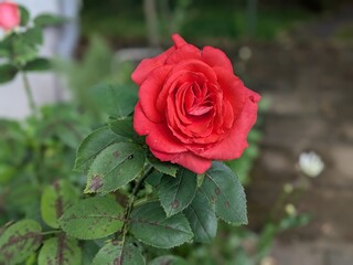 red rose in garden