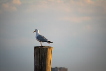 Obraz premium seagull on the pier