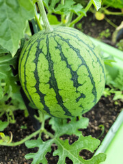 a watermelon, an apple watermelon, growing on the vine, surrounded by green leaves. a typical green rind with dark green stripes and appears fresh