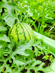 a young watermelon, an apple watermelon, growing hanging from the vine, in a garden surrounded by green leaves. a typical green rind with dark green stripes