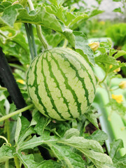 a young watermelon, an apple watermelon, growing hanging from the vine, in a garden surrounded by green leaves. a typical green rind with dark green stripes