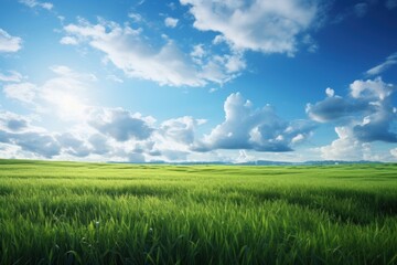 Fototapeta premium Grass field and sky grassland landscape outdoors.