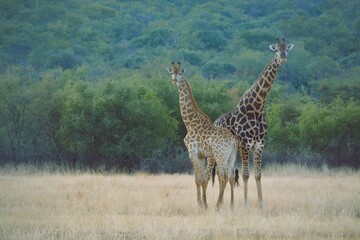 Fototapeta premium : Two adult giraffes standinding graciously and majestically in the bushveld of South,Africa.