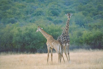 Fototapeta premium Two adult giraffes standinding graciously and majestically in the bushveld of South,Africa.