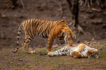 Two wild tiger or siblings are in action showing love and care licking with tongue on stomach for better bowel movement and relief with eye contact during safari at ranthambore national park india