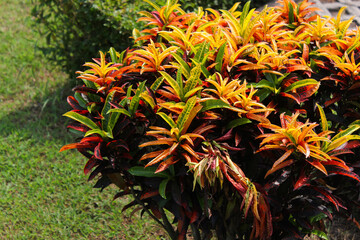 Puring or kroton plants (Codiaeum variegatum) is a popular ornamental plant in the form of shrubs with very varied shape and color of leaves. © Ramadhan