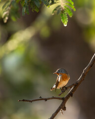 Red breasted flycatcher or Ficedula parva closeup or portrait perch on branch natural green background during winter season migration at ranthambore national park forest reserve rajasthan india asia